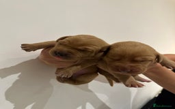 Labrador Retriever dogs for sale: Working Class Fox Red Labs  - Image 15