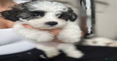 Shichon dogs - Advert 12