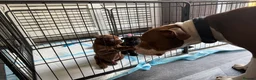 American Bully dogs for stud: Amstaff/Bully for stud - Advert 9