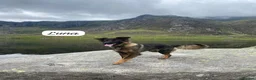 German Shepherd dogs for sale: Healthy & Chunky German Shepherd Puppies in Betws-y-Coed - Advert 1