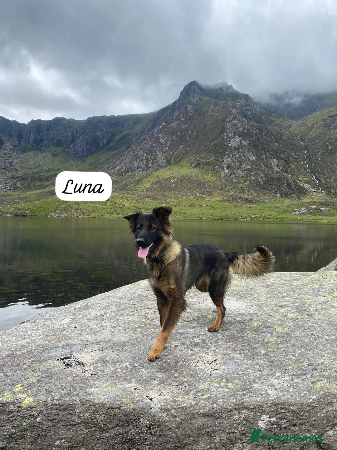 German Shepherd dogs for sale: Healthy & Chunky German Shepherd Puppies in Betws-y-Coed - Advert 1