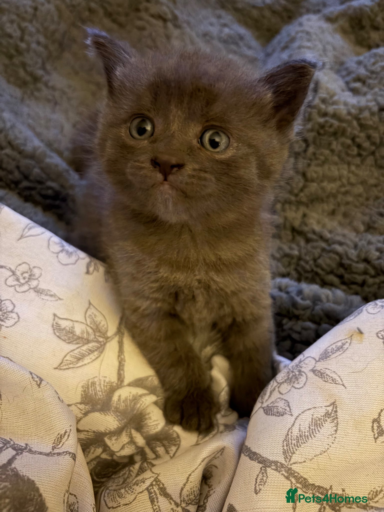 British Shorthair cats Last grey BSH boy - Advert 1