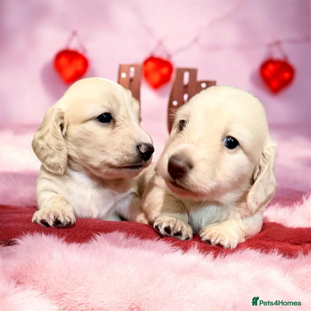 Miniature Dachshund dogs for sale: 🩷✨stunning Long hair cream Kc very light  ✨ - Advert 6