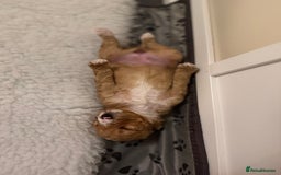 Australian Labradoodle dogs for sale: Australian Labradoodle  - Advert 6