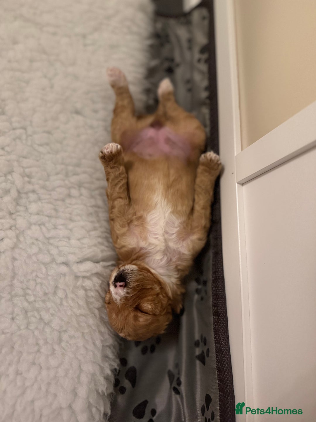 Australian Labradoodle dogs for sale: Australian Labradoodle  - Advert 6