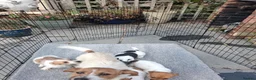 Jack Russell dogs for sale: Four jack russle puppies for sale  - Advert 1