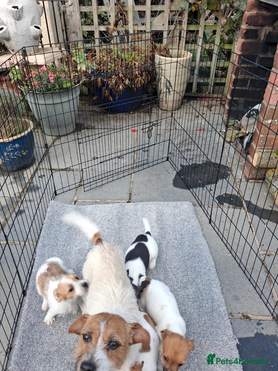 Jack Russell dogs for sale: Four jack russle puppies for sale  - Advert 1