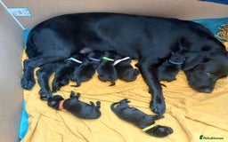 Labrador Retriever dogs for sale: Excellent KC Registered working Black Lab pups  - Image 9