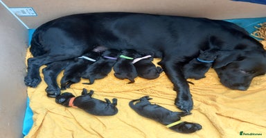 Labrador Retriever dogs Excellent KC Registered working Black Lab pups  - Advert 4