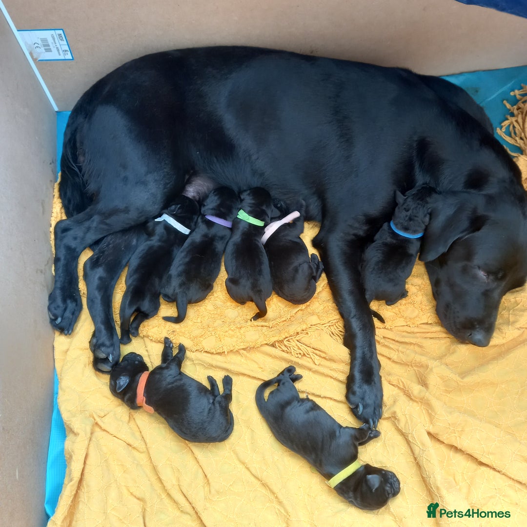 Labrador Retriever dogs for sale: Excellent KC Registered working Black Lab pups  - Image 9