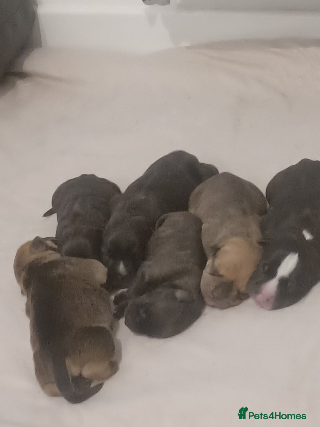 Mixed Breed dogs for sale: Bear coat Shar pei x Staffordshire pups - Advert 11