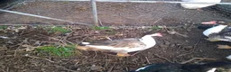 Ducks poultry for sale: 5 x muscovy females this years hatch - Advert 3