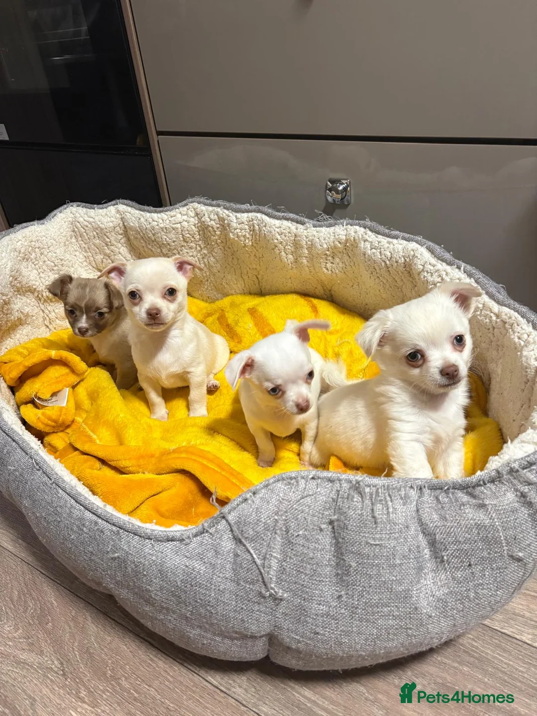 Chihuahua dogs for sale: Chihuahua in Redhill - Advert 8