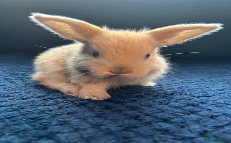 Lionhead rabbits - Advert 1