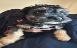 Mixed Breed dogs for sale: Dolly - Image 1