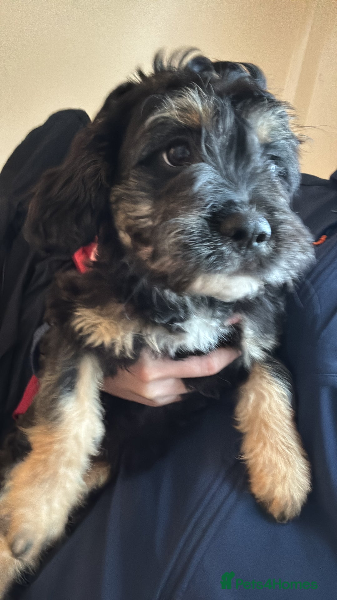 Mixed Breed dogs for sale: Dolly - Image 1
