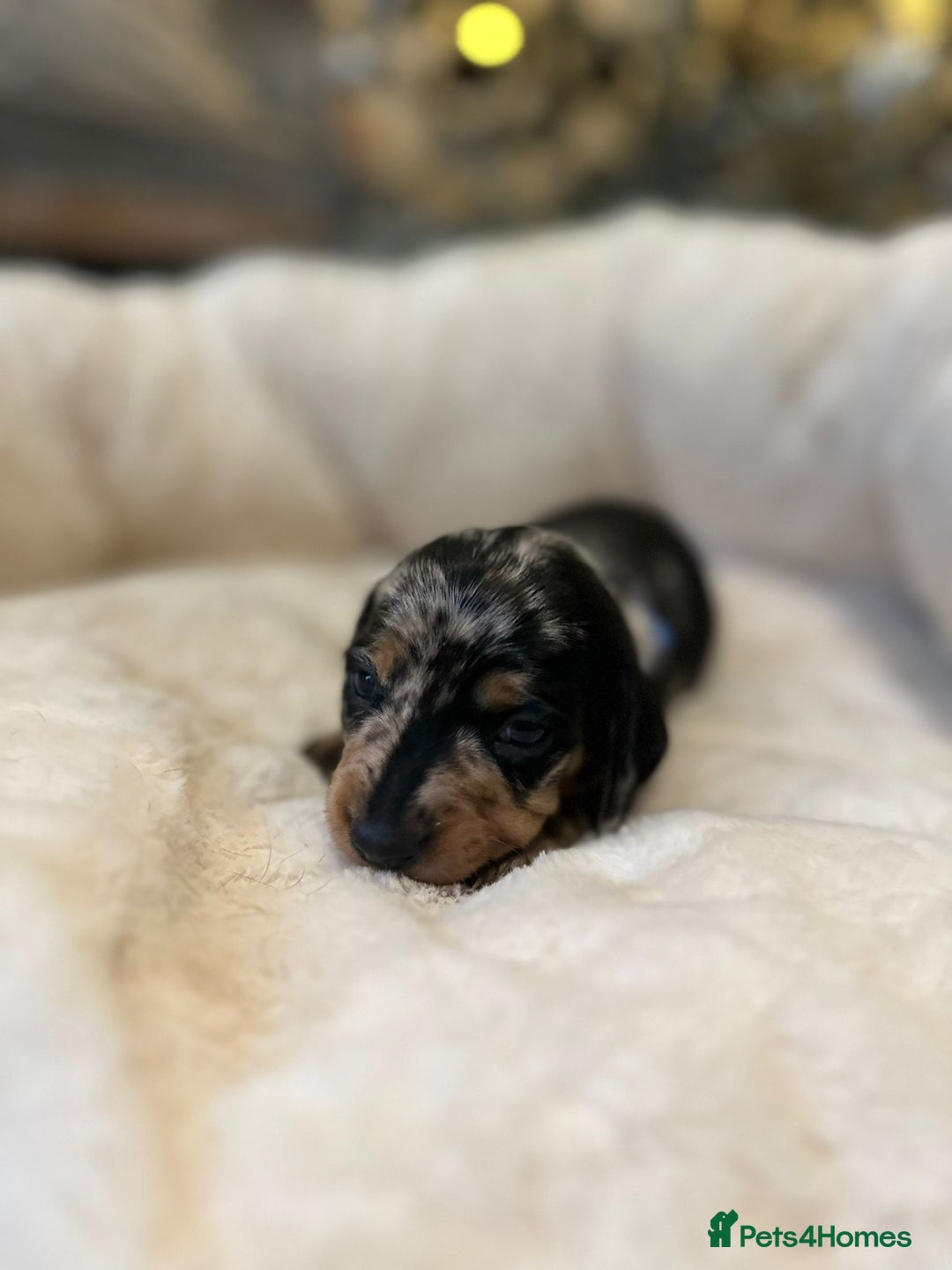 Miniature Dachshund dogs for sale: Miniature Dachshund Puppies - Advert 11
