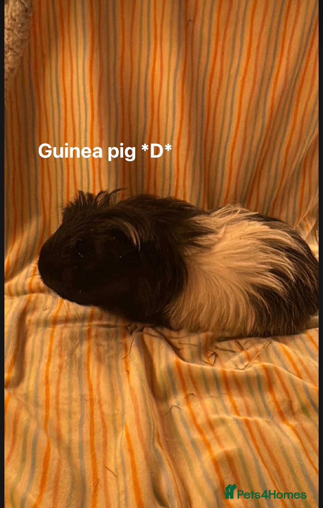 Guinea Pig rodents for sale: Mixed age female Guinea pigs for sale - Advert 3