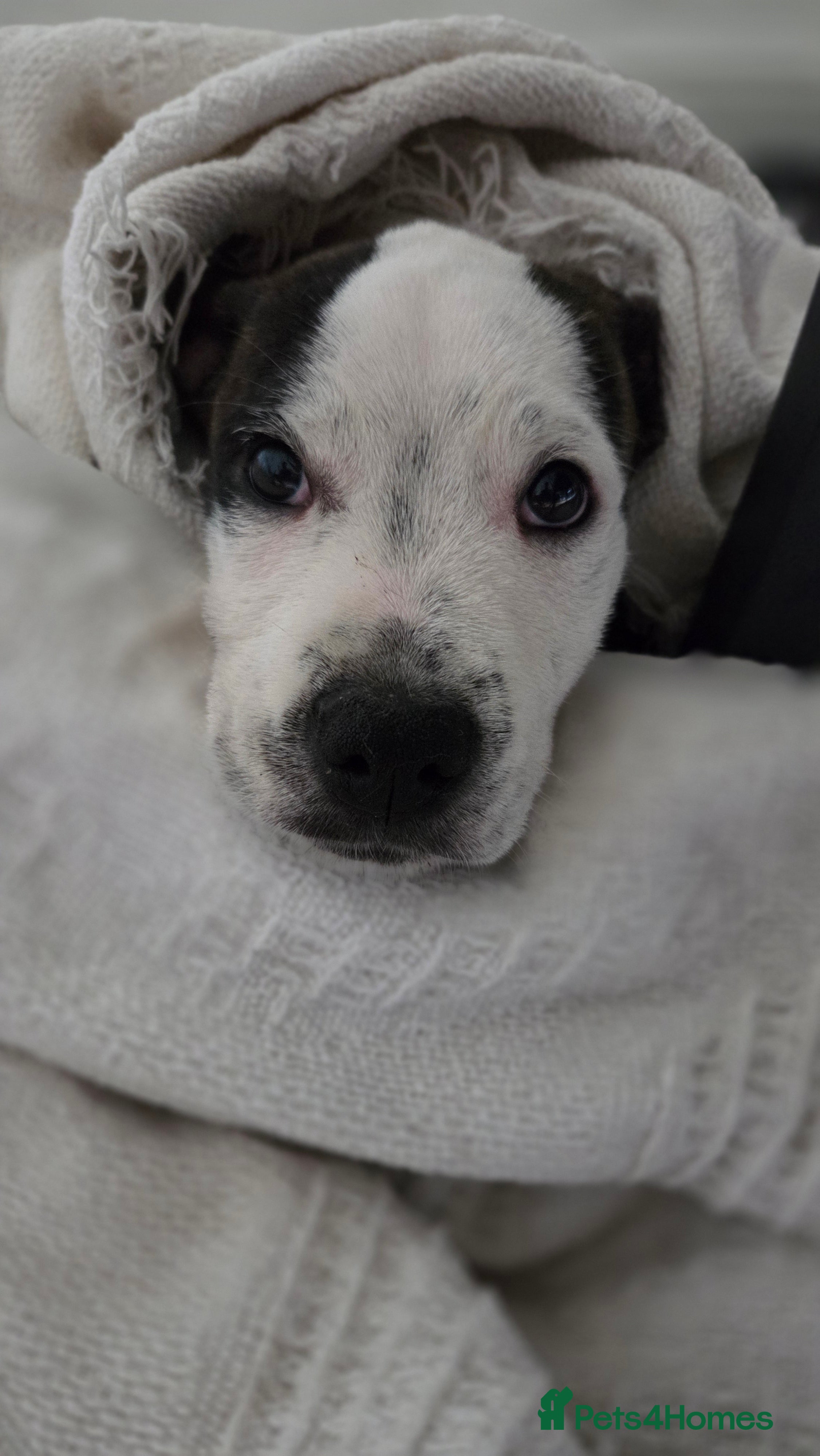 Mixed Breed dogs Dennis  - Advert 2