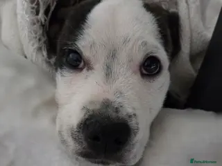 Mixed Breed dogs Dennis - Advert 2