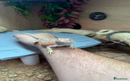 Bearded Dragon reptiles for sale: Juvenile Bearded Dragon PLUS full setup - Image 14