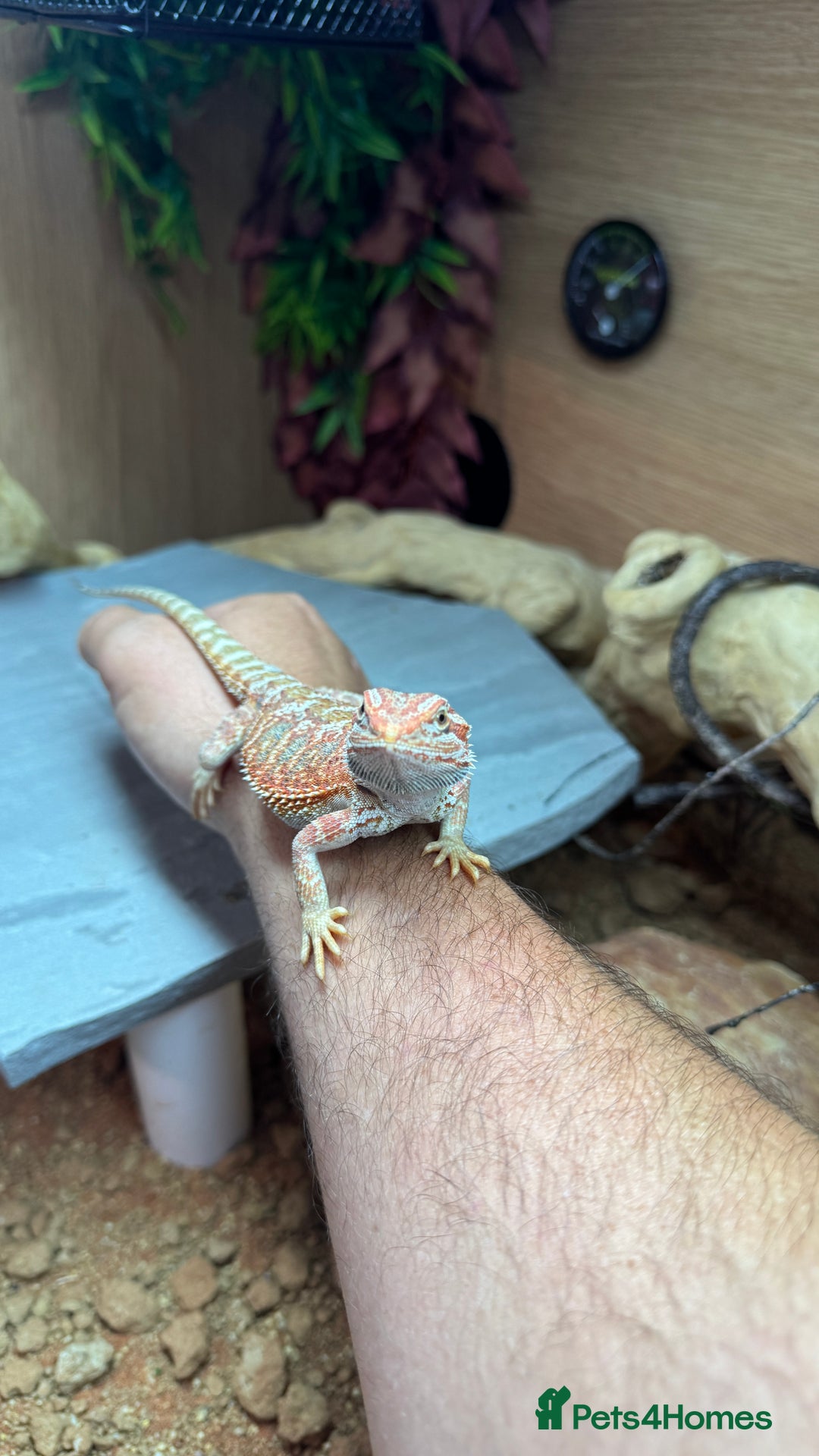 Bearded Dragon reptiles for sale: Juvenile Bearded Dragon PLUS full setup - Image 14
