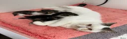 Exotic cats for sale: Hello my name is Agnus - Advert 2