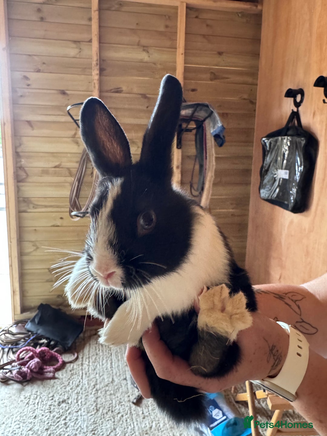 Mini Lop rabbits for sale: 2 little does🩷 - Image 6