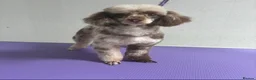 Toy Poodle dogs for sale: Chocolate Toy Poodle  - Advert 16