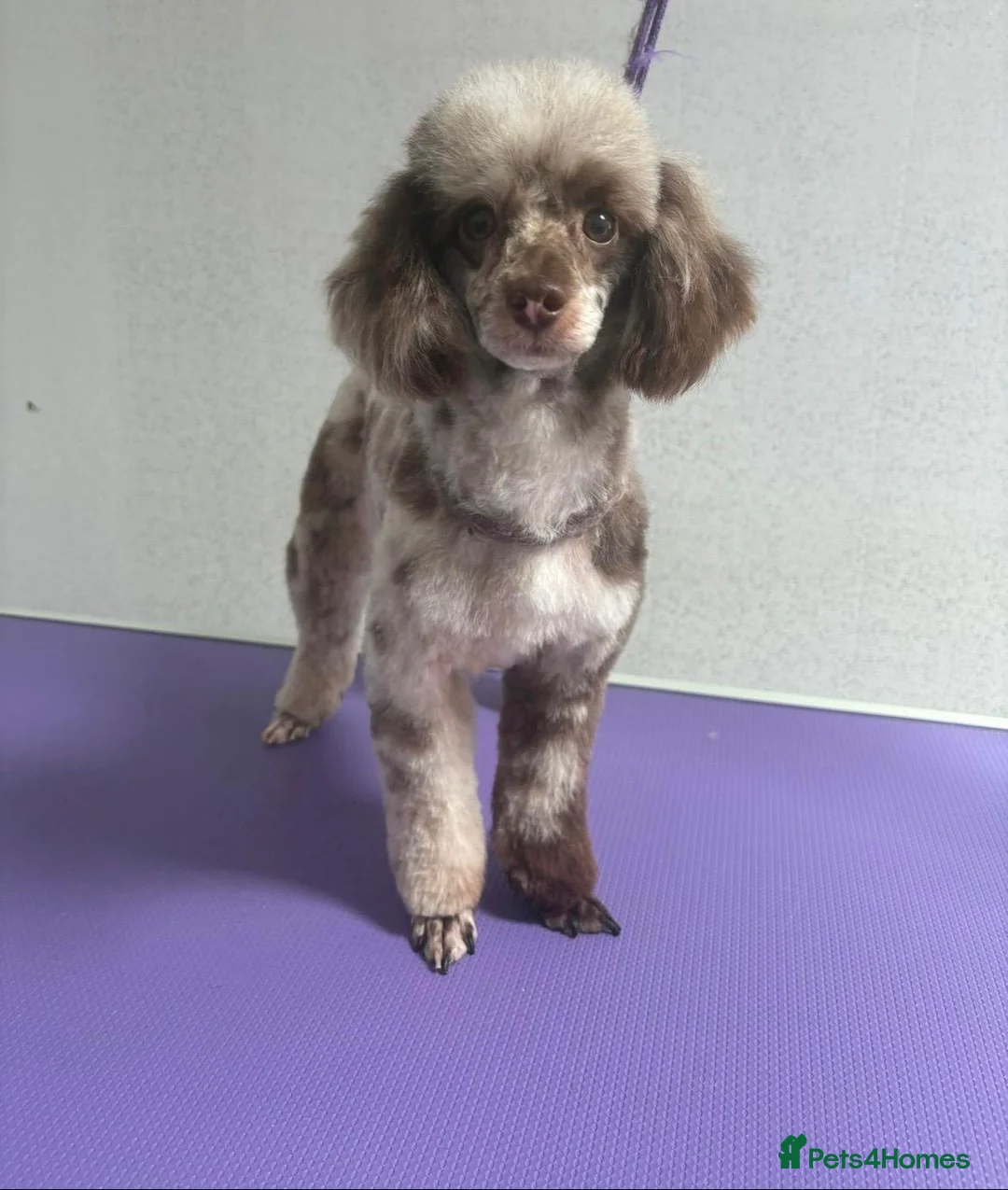 Toy Poodle dogs for sale: Chocolate Toy Poodle  - Advert 16