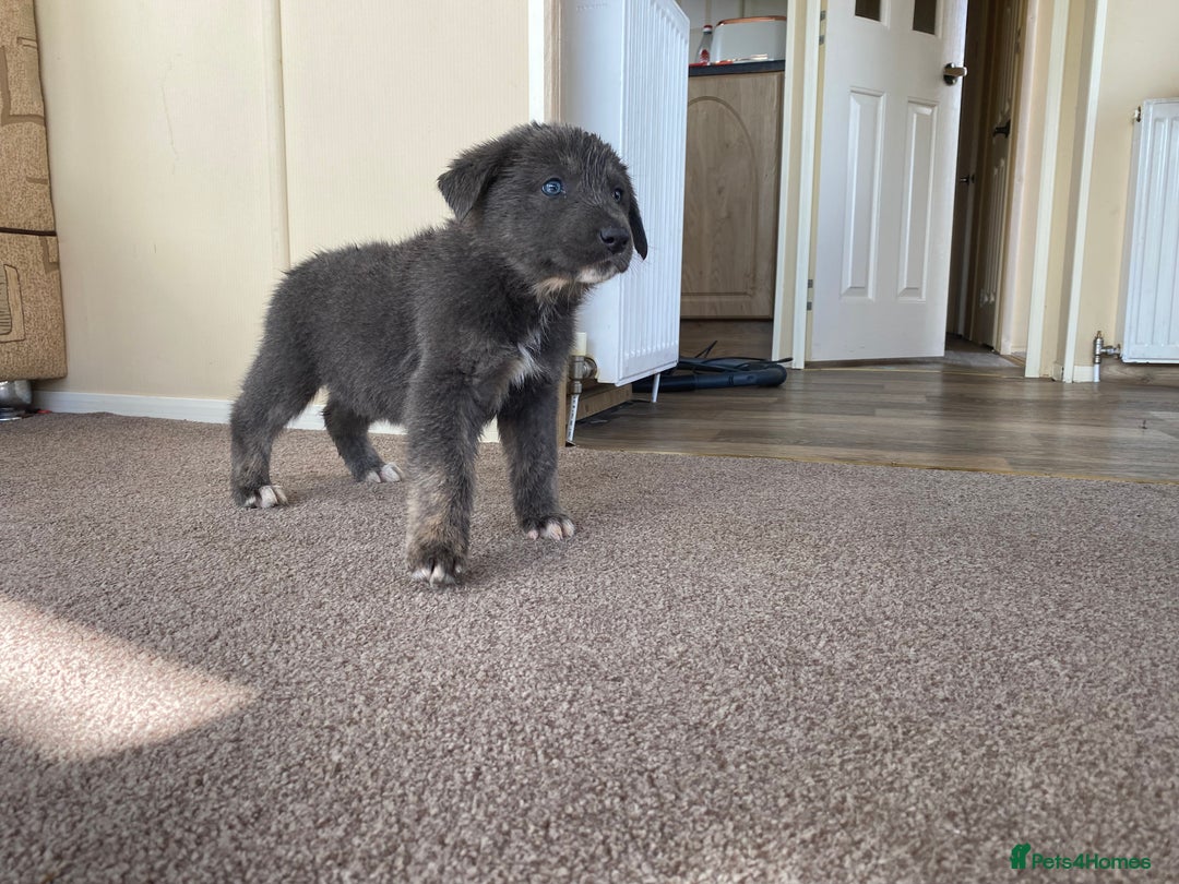 Mixed Breed dogs for sale: German shepherd cross Tibetan mastiff - Image 5