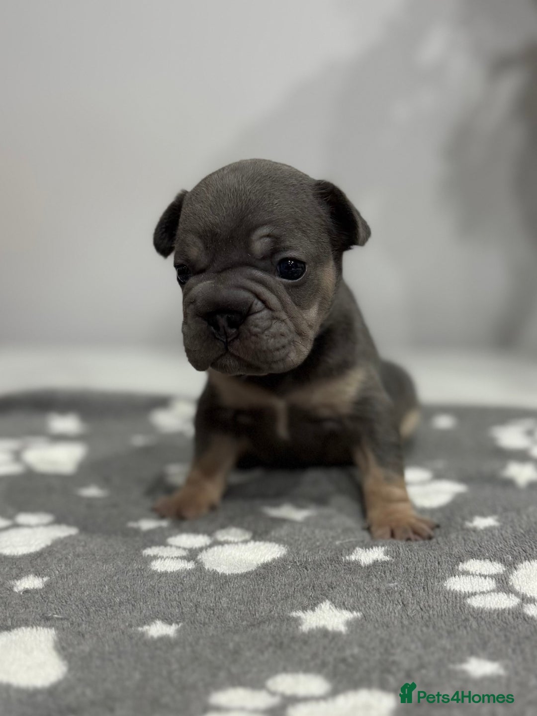 French Bulldog dogs for sale: 7 French Bull Dogs Puppy’s  - Advert 7