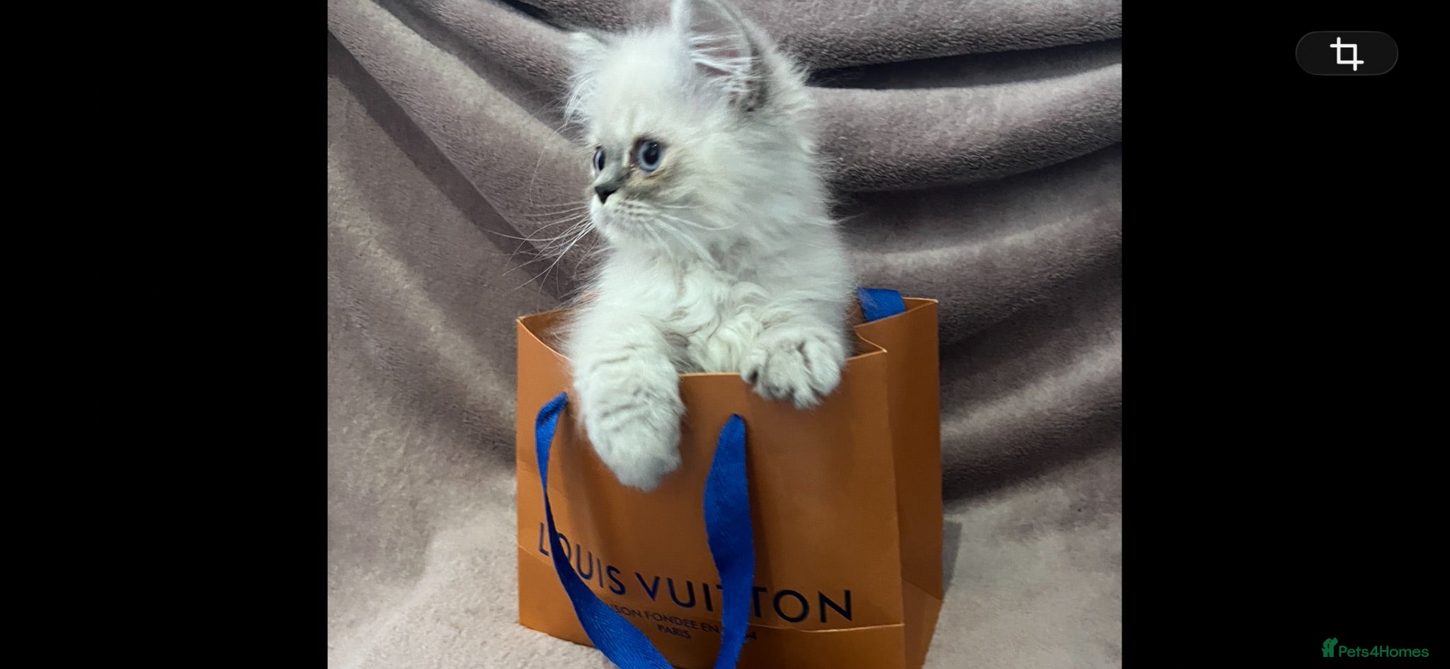 Persian cats READY NOW Fully vaccinated. 1 c/p Persian kitten  - Advert 2
