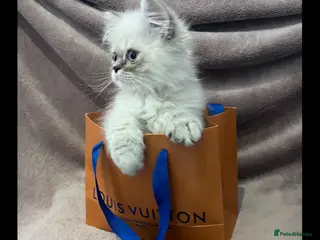 Persian cats READY NOW Fully vaccinated. 1 c/p Persian kitten - Advert 2