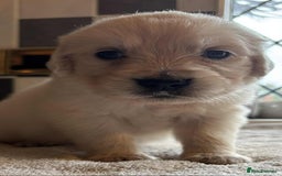 Golden Retriever dogs for sale: Stunning KC Golden Retriever puppies - Image 12