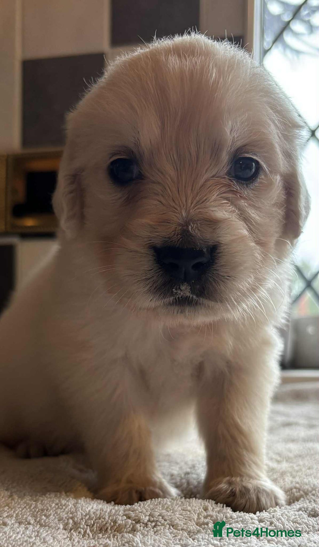 Golden Retriever dogs for sale: Stunning KC Golden Retriever puppies - Image 12