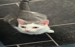 Domestic Shorthair cats for sale: White and grey called bella - Image 2