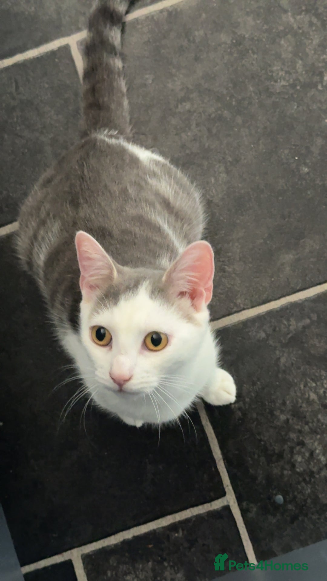 Domestic Shorthair cats for sale: White and grey called bella - Image 2