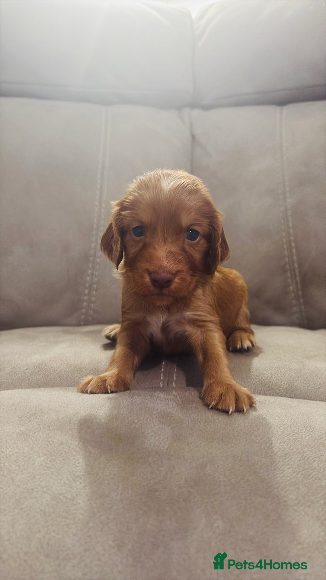 Cocker Spaniel dogs for sale: Fox Red Cocker Spaniel - Image 7