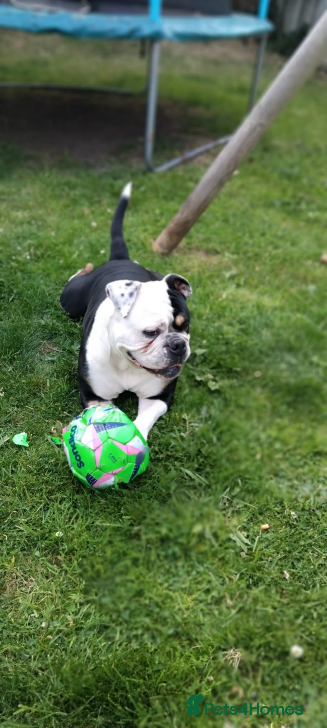 Olde English Bulldogge dogs for sale: Old English bulldog puppies - Image 19