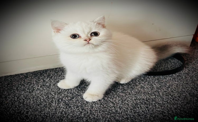 Scottish Fold cats - Advert 15