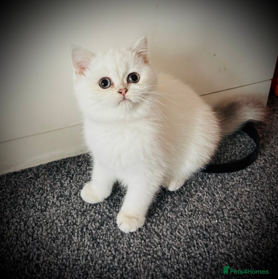 Scottish Fold cats for sale: 😻Last Two Stunning Scottish straight girls 😻 - Advert 29