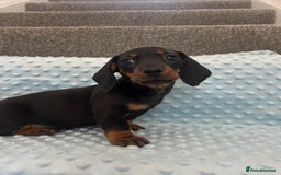 Miniature Dachshund dogs for sale: *REDUCED* 2 stunning female pups left - Image 27