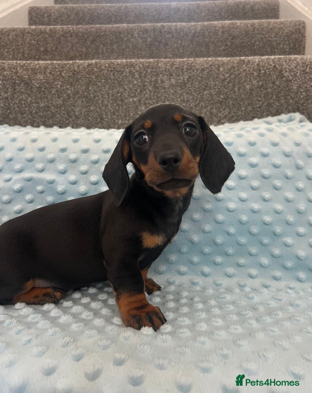 Miniature Dachshund dogs for sale: *REDUCED* 2 stunning female pups left - Image 27