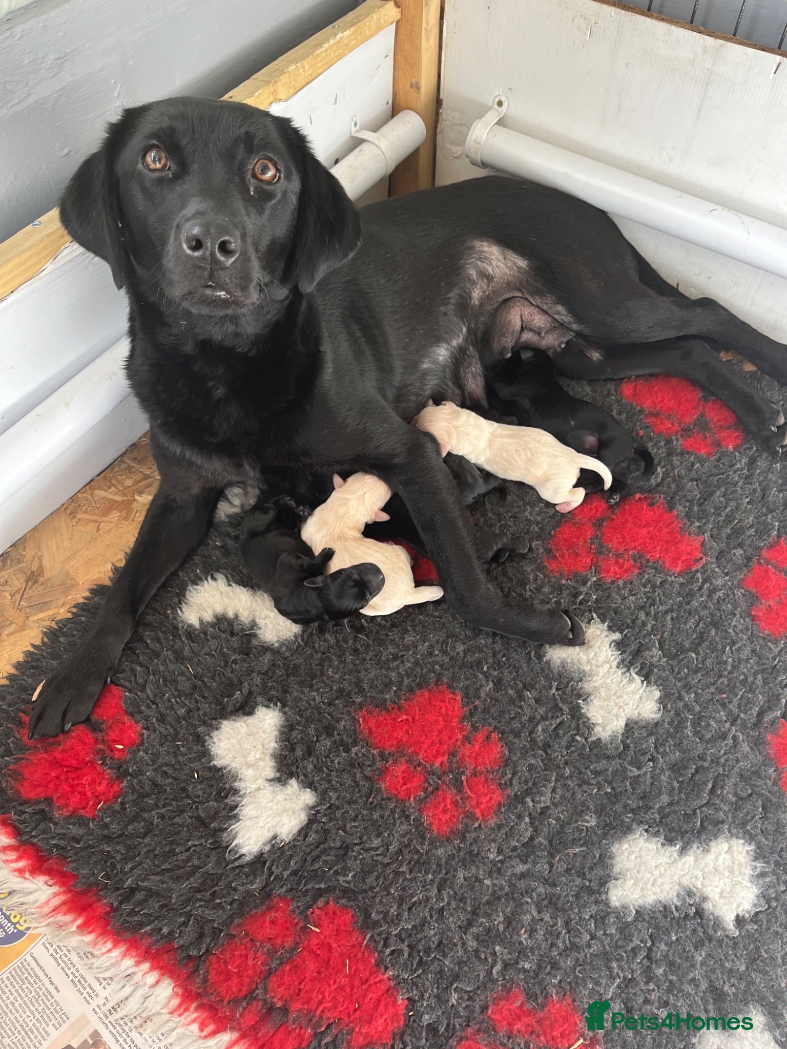 Labrador Retriever dogs Fantastic Labrador puppies - Advert 3