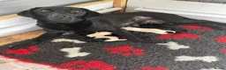 Labrador Retriever dogs for sale: Fantastic Labrador puppies - Advert 1