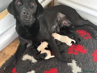 Labrador Retriever dogs Fantastic Labrador puppies - Advert 6