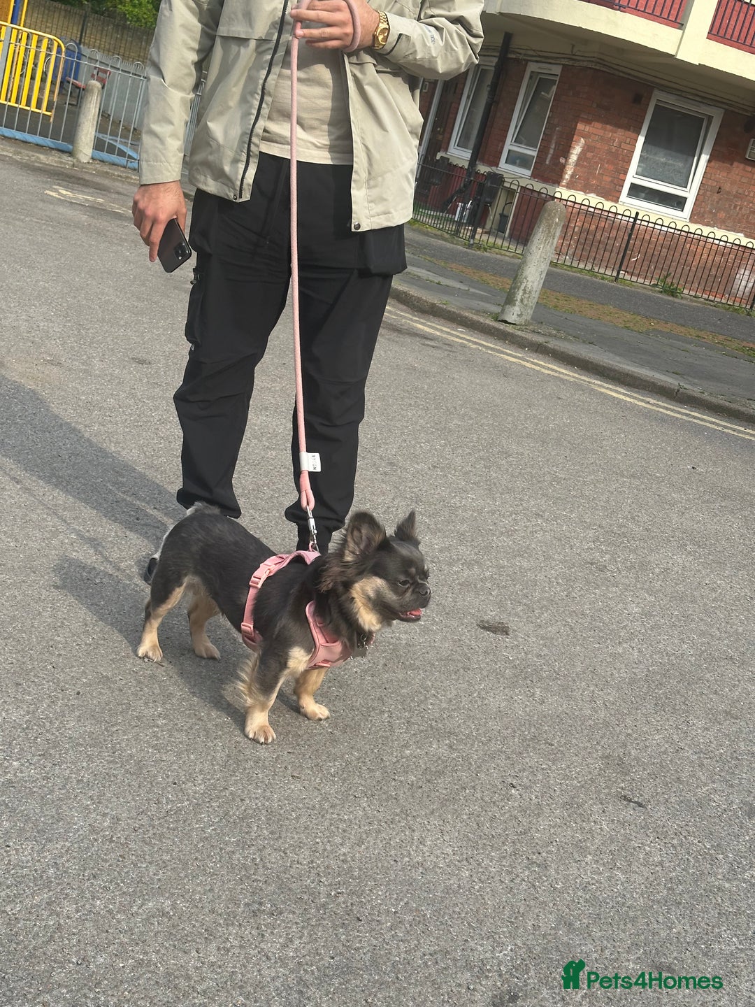 French Bulldog dogs for sale: Fluffy female Blue & Tan French Bulldog - Advert 1