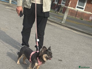 French Bulldog dogs Fluffy female Blue & Tan French Bulldog - Advert 1