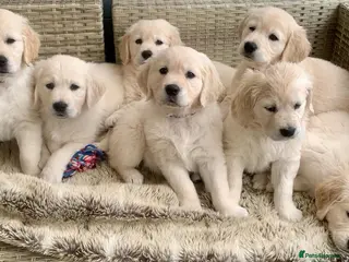 Golden Retriever dogs Exceptional Golden retriever litter - Advert 1